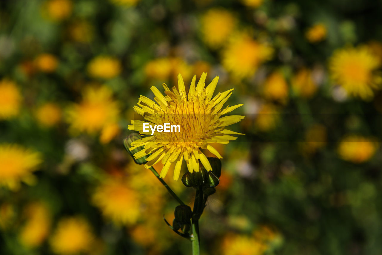 Close-up of dandelion