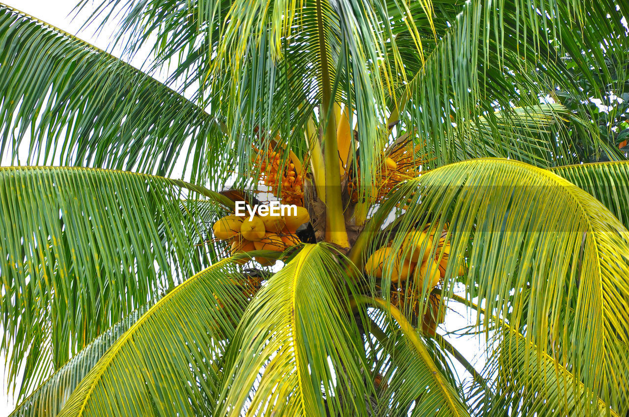 Palm trees against sky