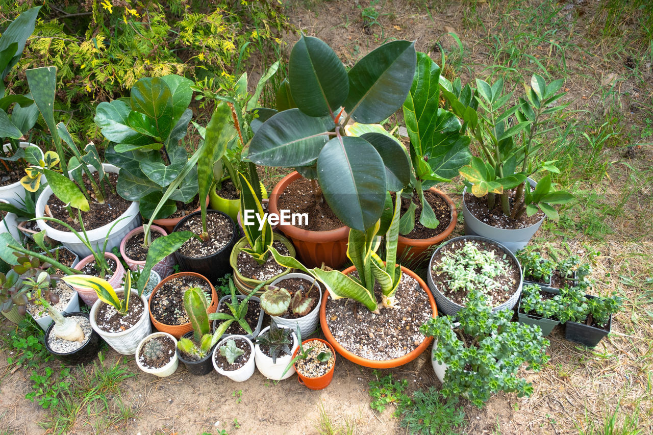 close-up of potted plants