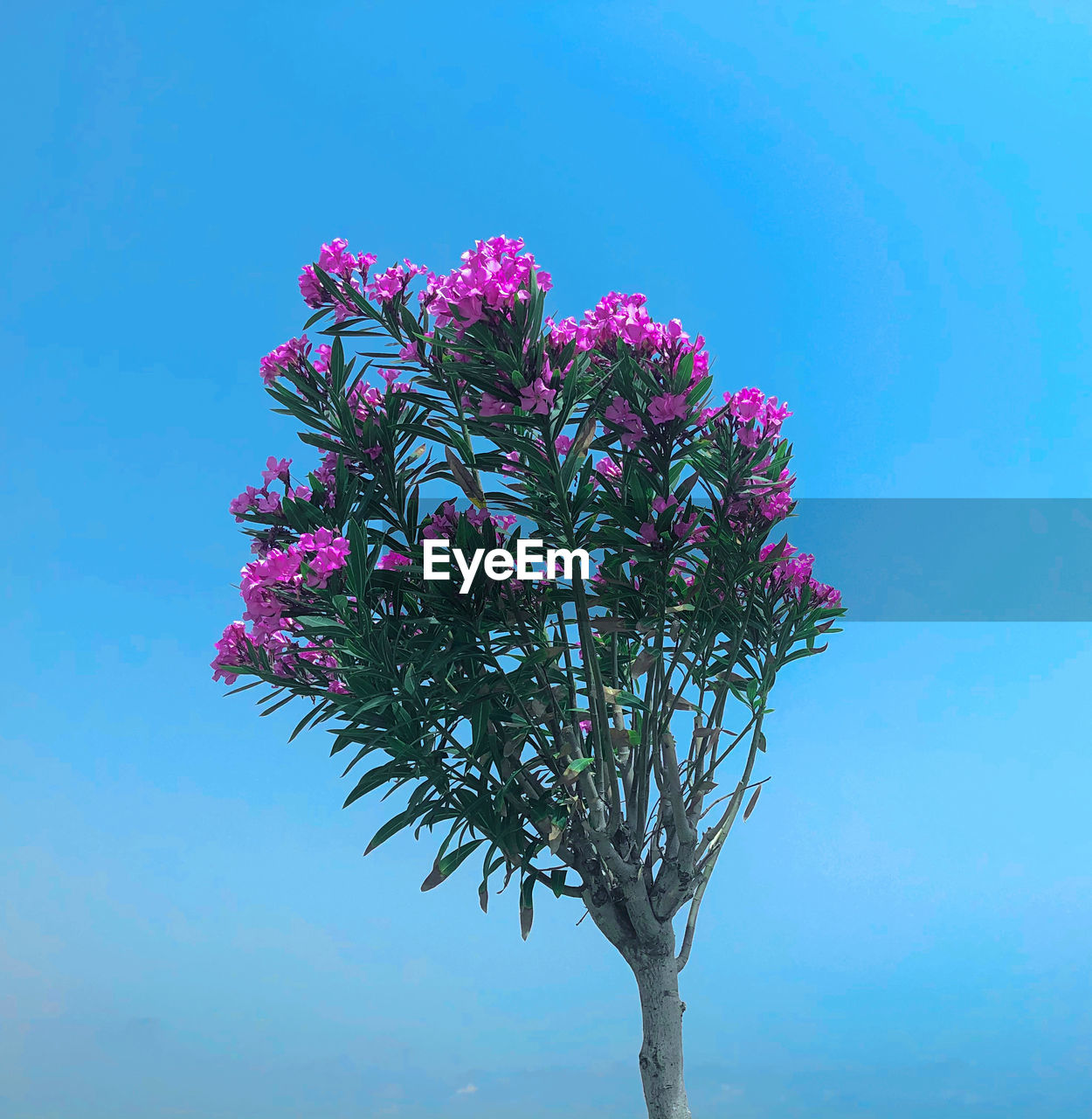 CLOSE-UP OF PINK FLOWERING PLANT AGAINST BLUE SKY