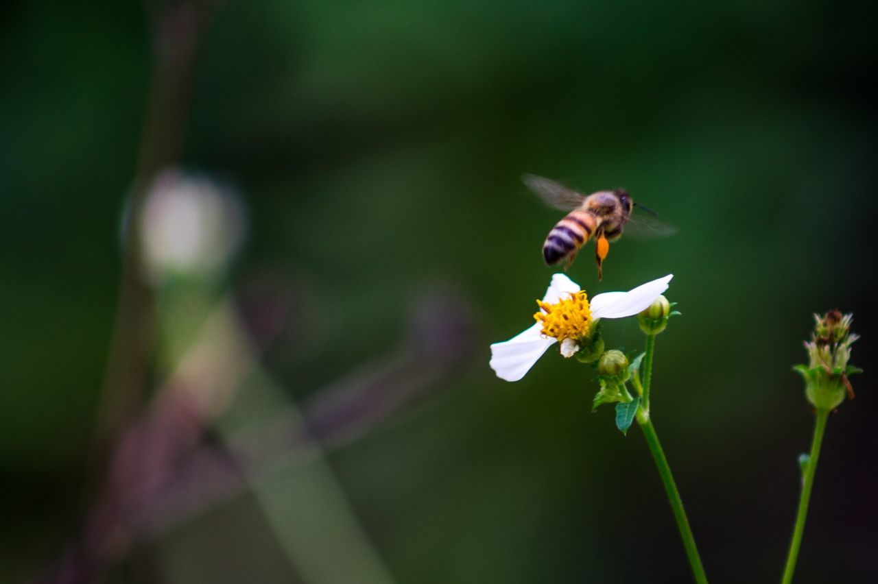 Close-up of insect buzzing over flower