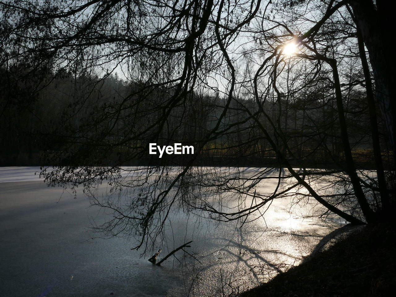 REFLECTION OF TREES IN LAKE