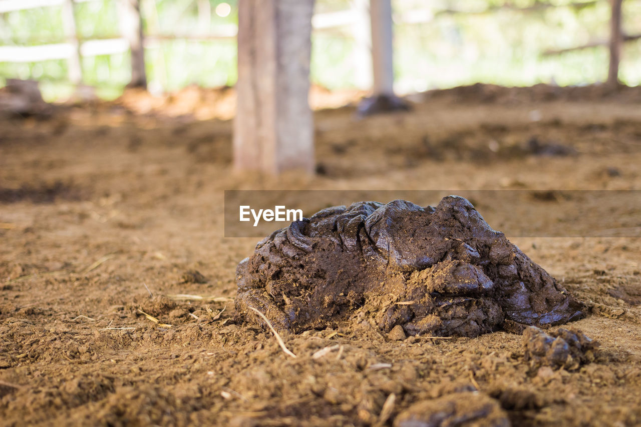 CLOSE-UP OF A LIZARD ON A FIELD