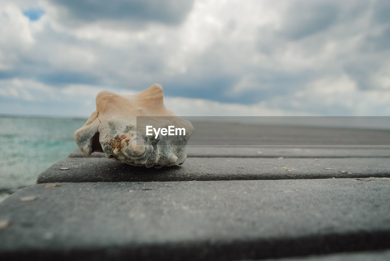Seashell on a boardwalk, close up