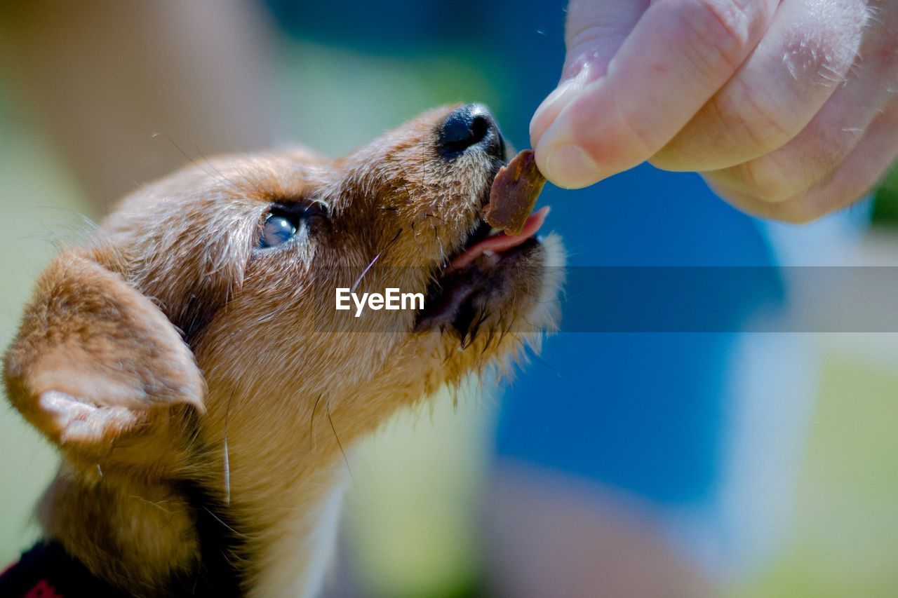 CLOSE-UP OF DOG HOLDING HAND