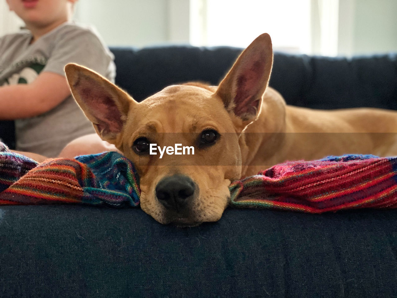 PORTRAIT OF CUTE DOG RELAXING ON SOFA AT HOME