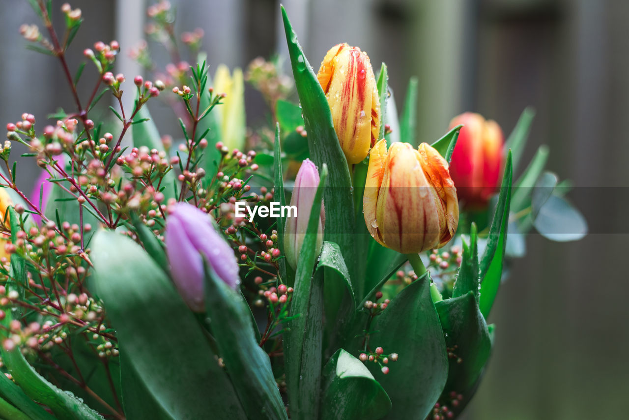 Bouquet of colorful spring tulips on a neutral background.