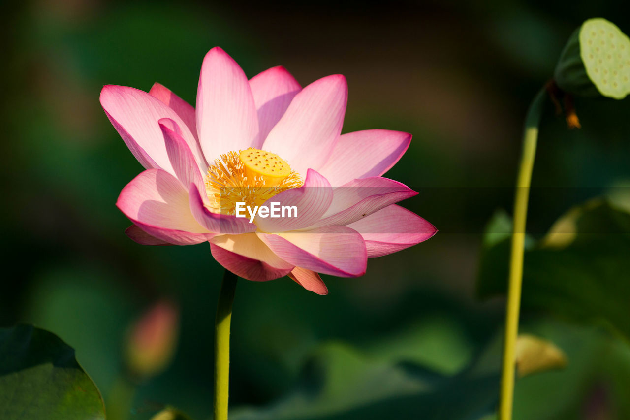 Close-up of pink water lily