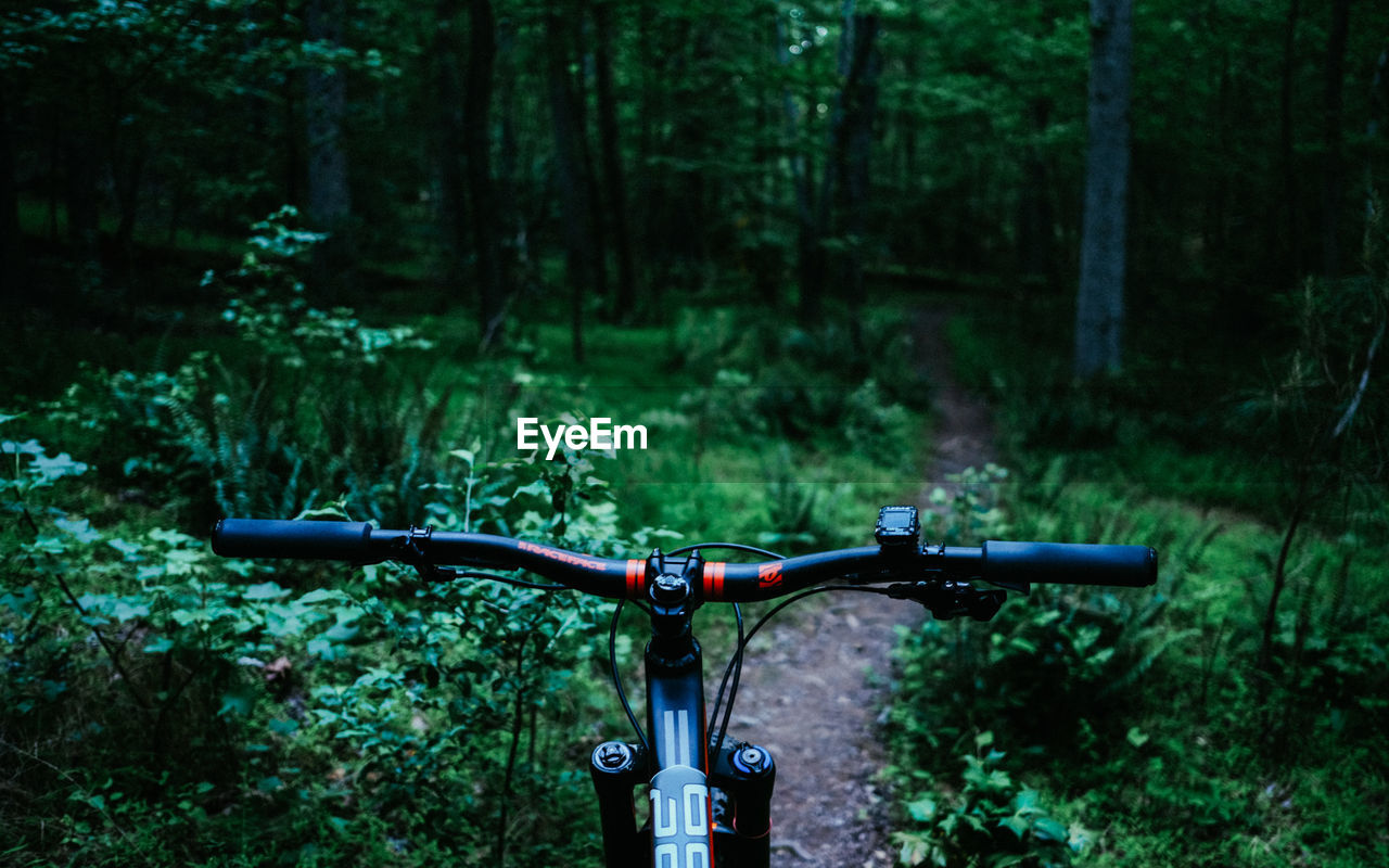 BICYCLE ON ROAD AMIDST TREES