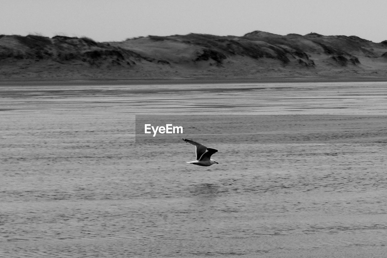 SEAGULL FLYING OVER SEA