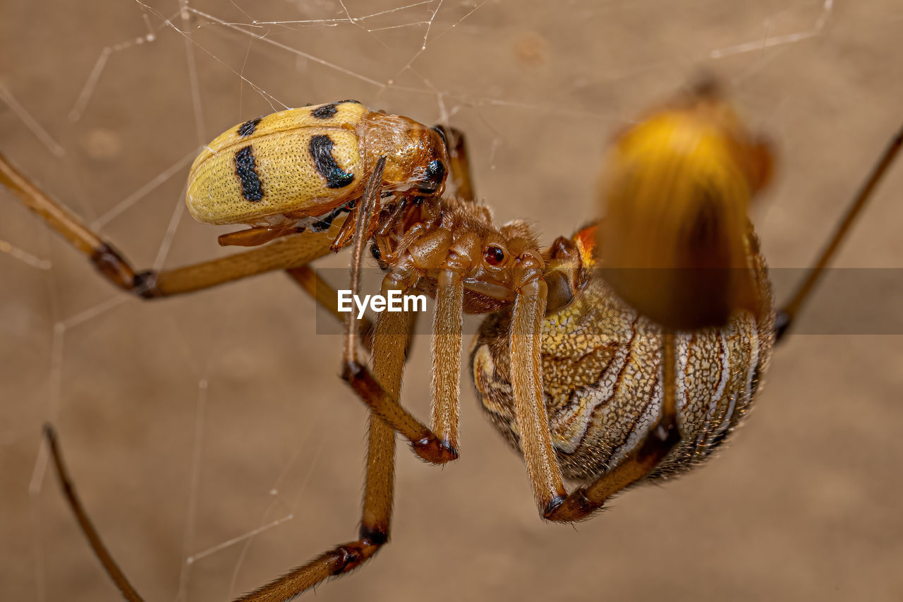 close-up of spider on leaf