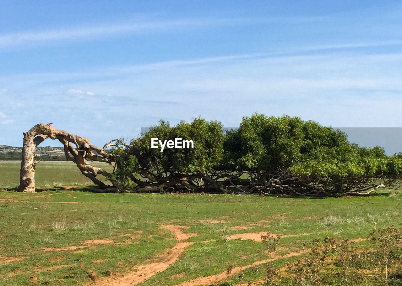 TREES ON FIELD