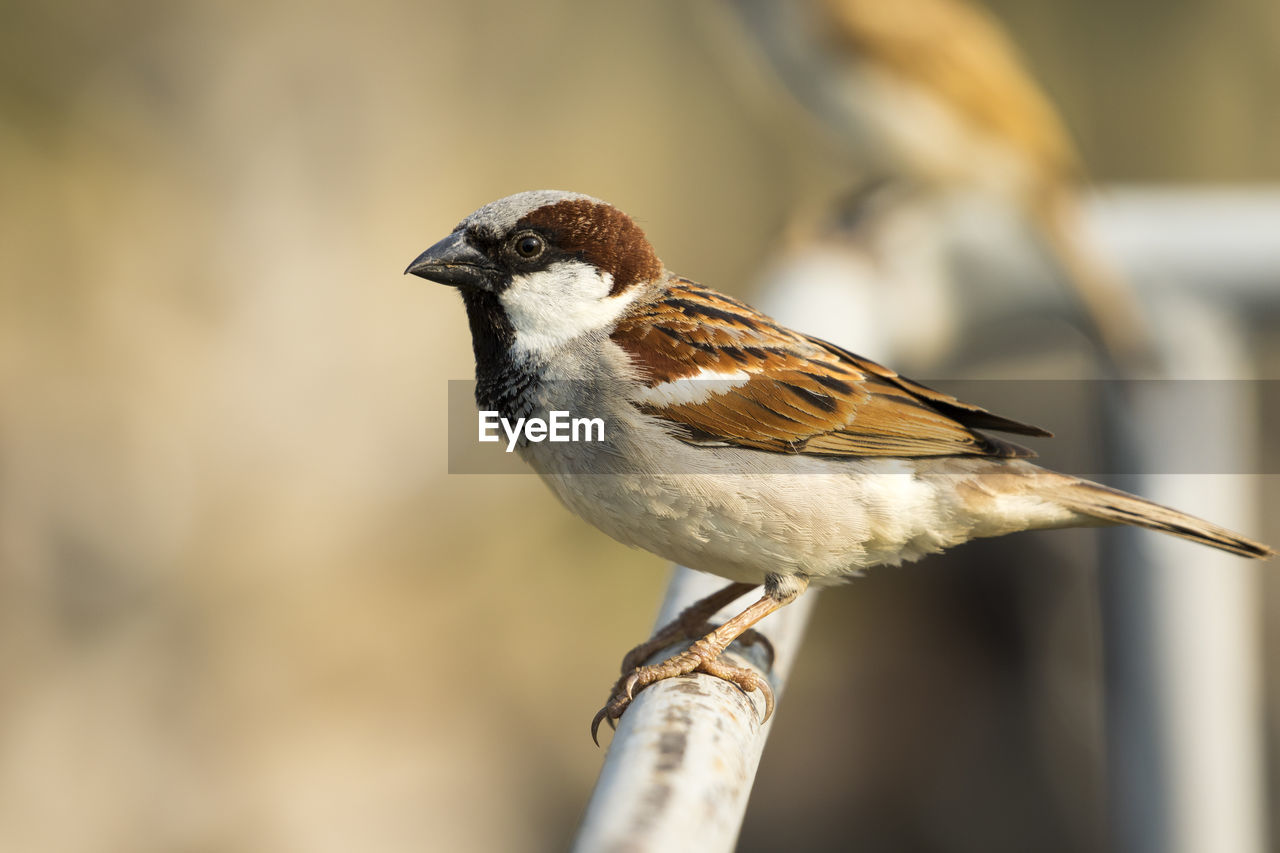 Image of sparrow on nature background. bird