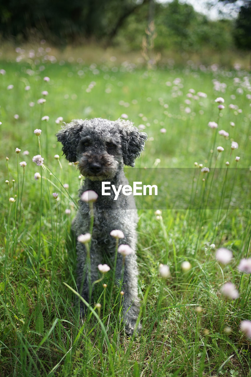 SMALL DOG IN FIELD