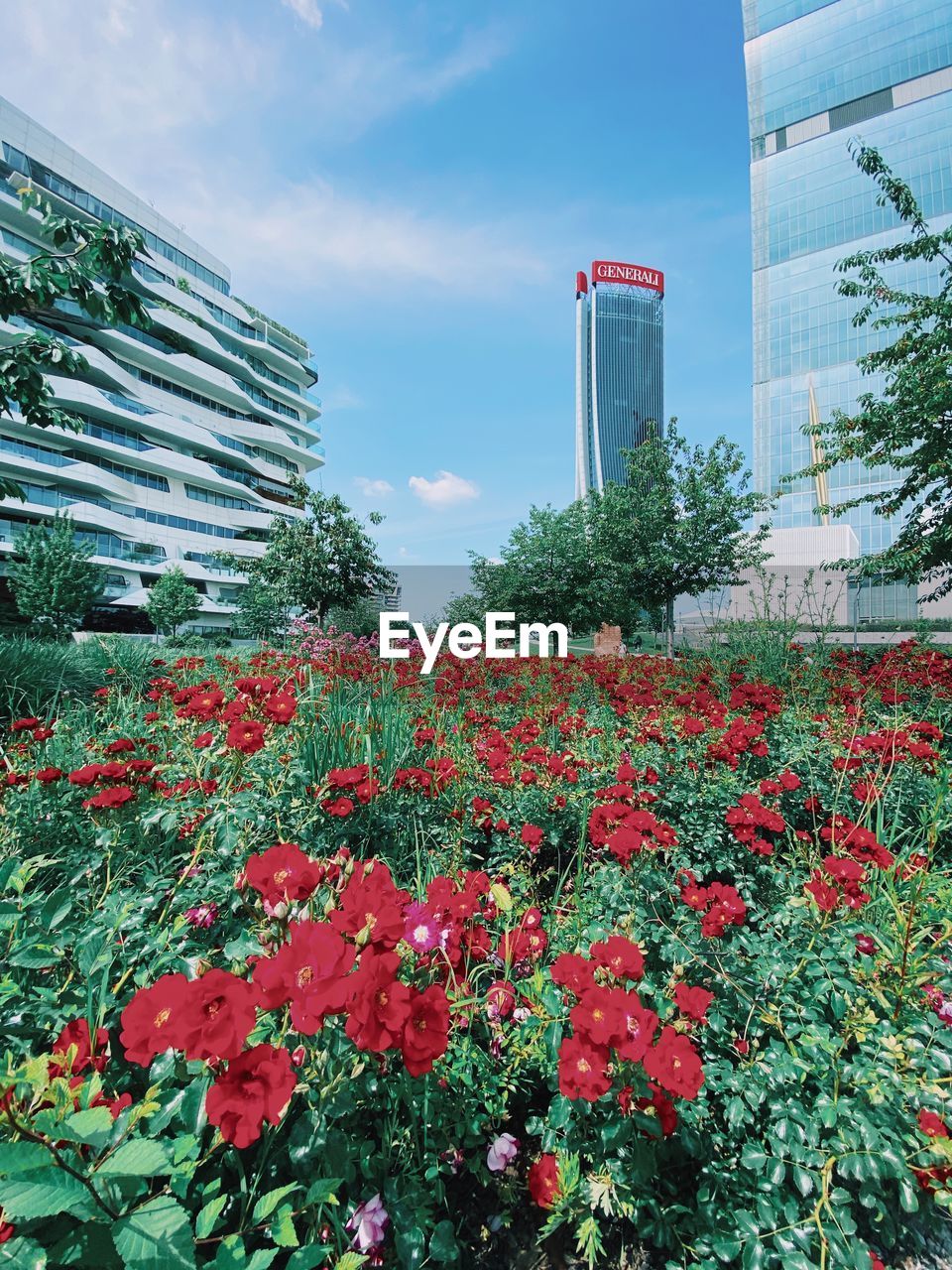RED FLOWERING PLANTS IN CITY