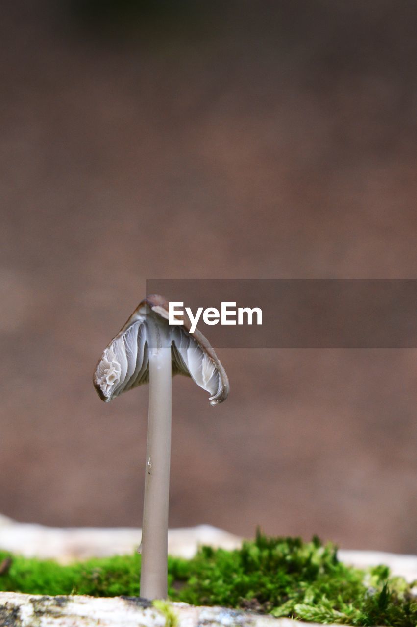 Close-up of mushroom growing on field