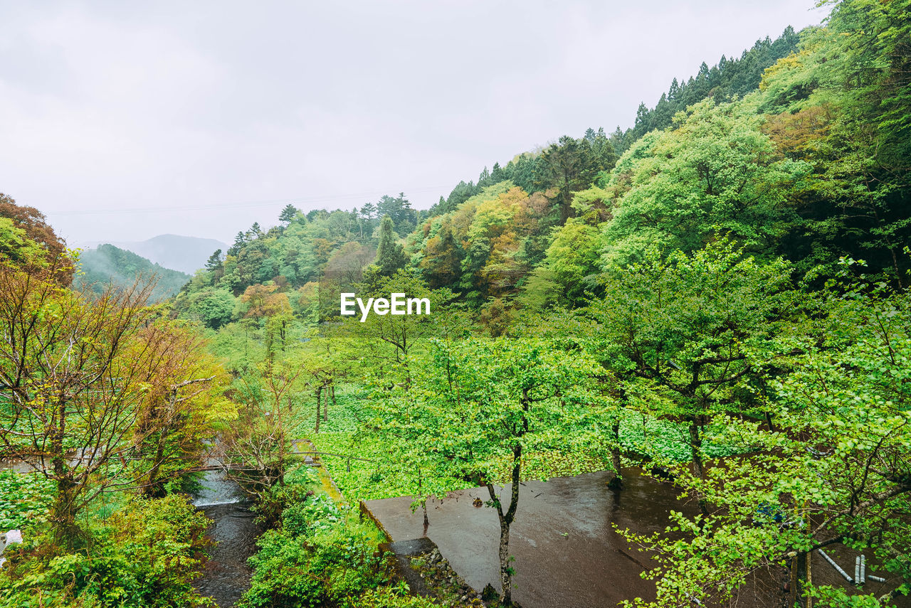 SCENIC VIEW OF FOREST