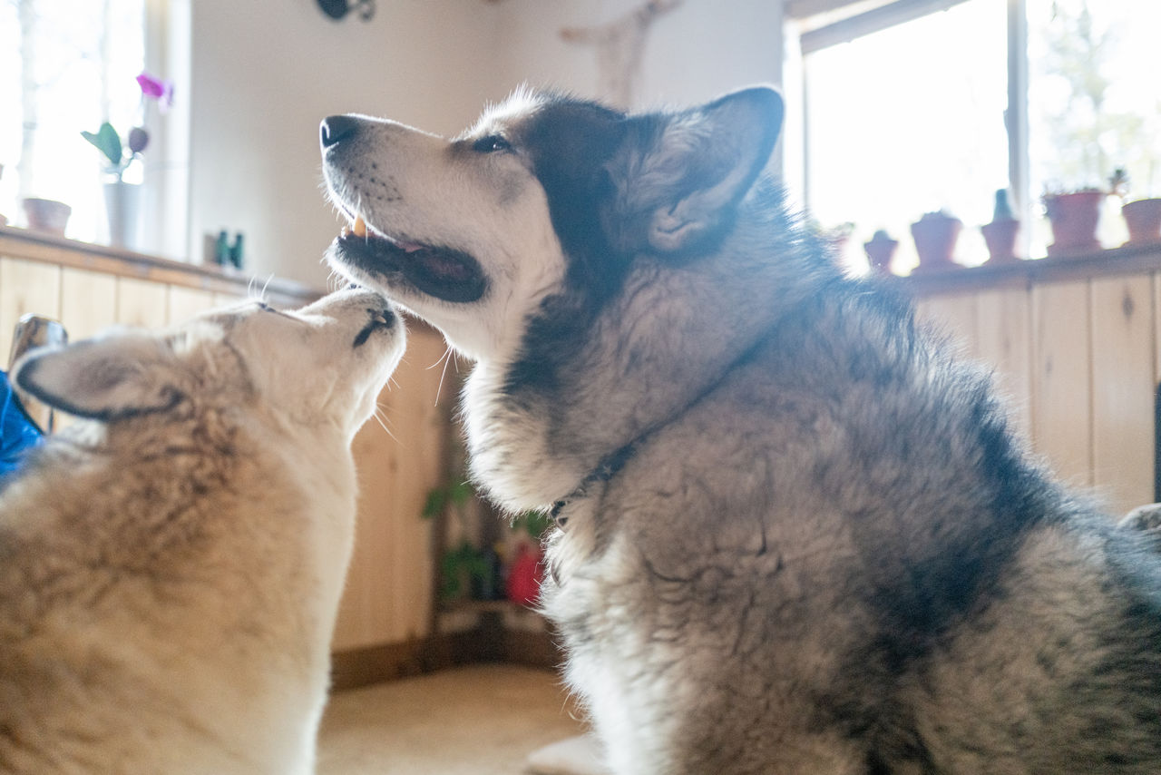 mammal, animal, animal themes, pet, domestic animals, dog, one animal, canine, indoors, home interior, day, no people, window, domestic life, puppy, animal body part, domestic room