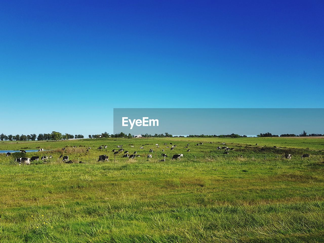 SCENIC VIEW OF FIELD AGAINST CLEAR SKY