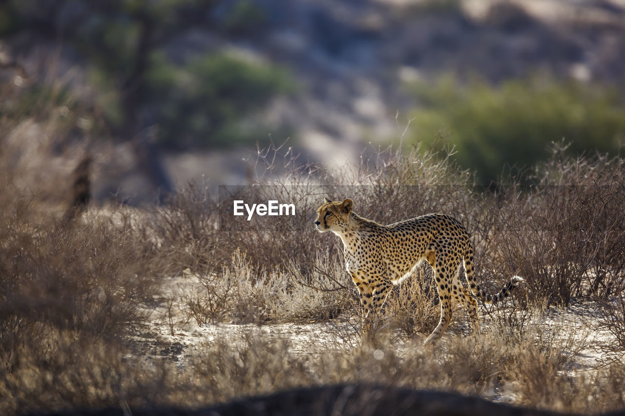 low angle view of cheetah