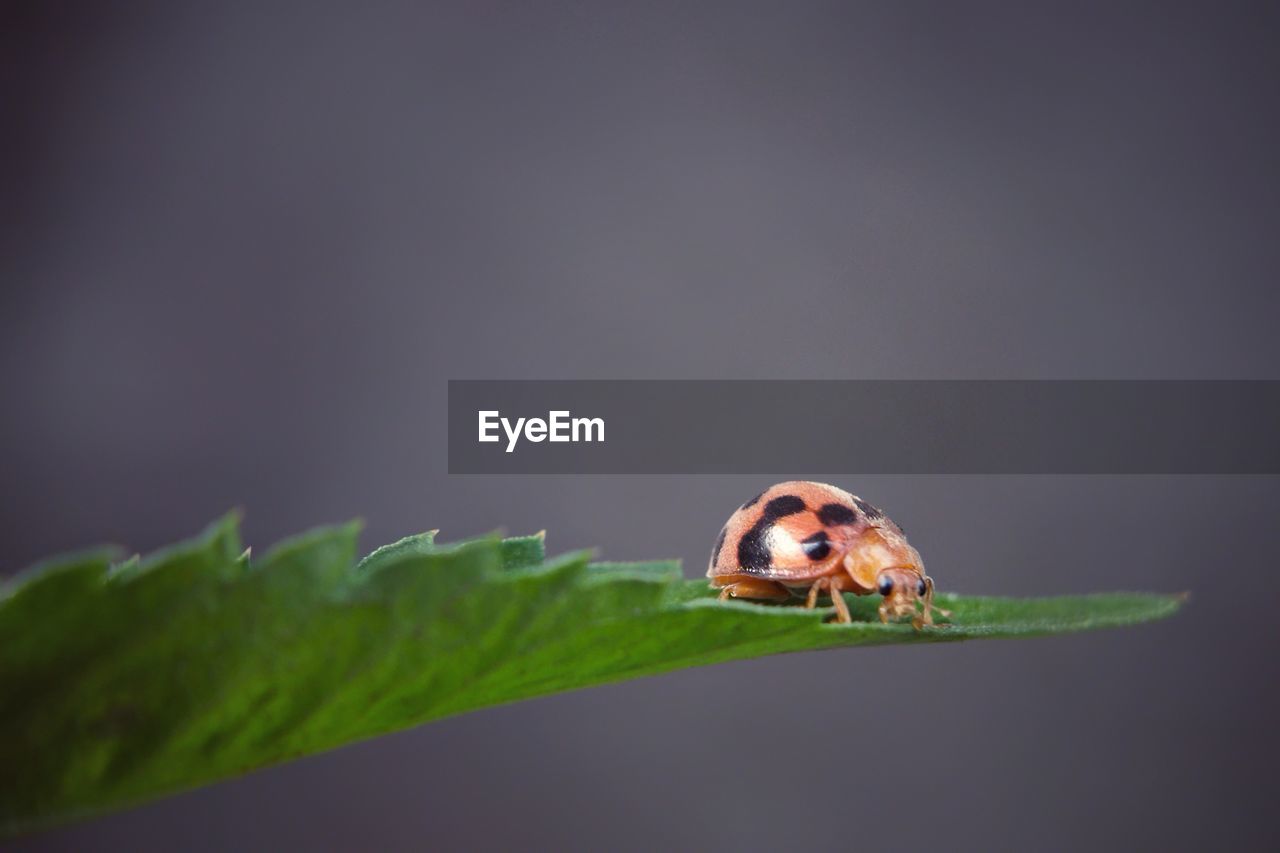 animal themes, animal, animal wildlife, one animal, insect, wildlife, close-up, macro photography, nature, plant part, green, no people, leaf, ladybug, plant, macro, copy space, beauty in nature, animal body part, outdoors, flower, environment, selective focus, beetle, focus on foreground, lap dog, studio shot