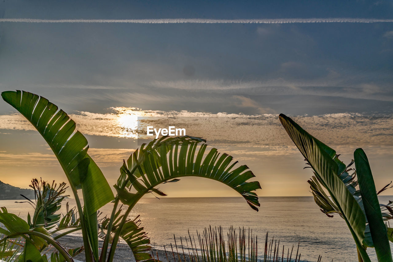 Palm leaves on beach against sky during sunset