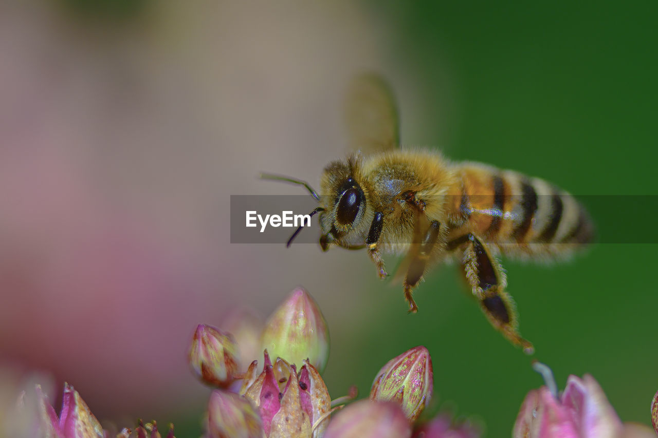 CLOSE-UP OF HONEY BEE POLLINATING ON FLOWER