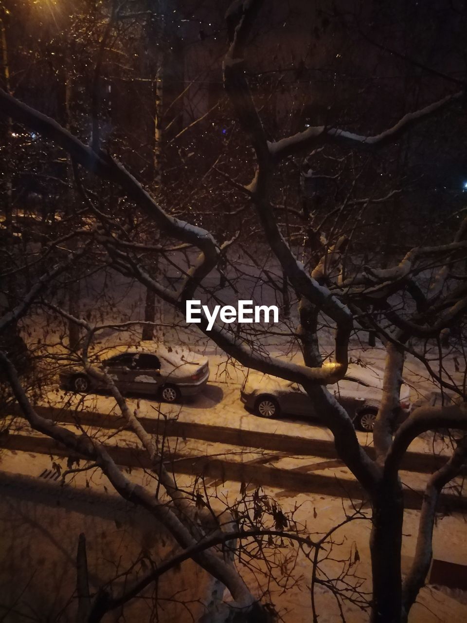 BARE TREE AND PLANTS DURING WINTER