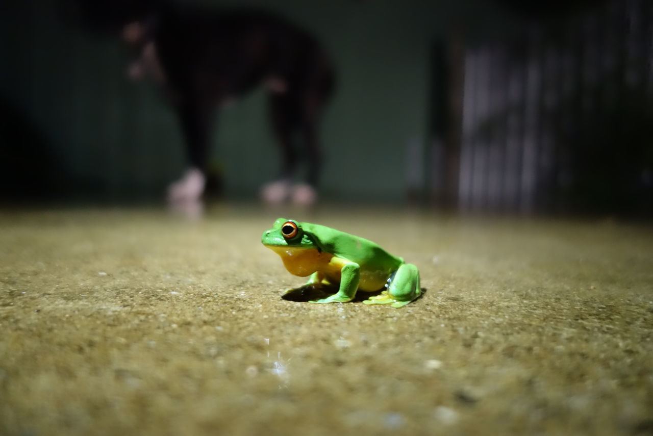 Close-up of green frog on floor