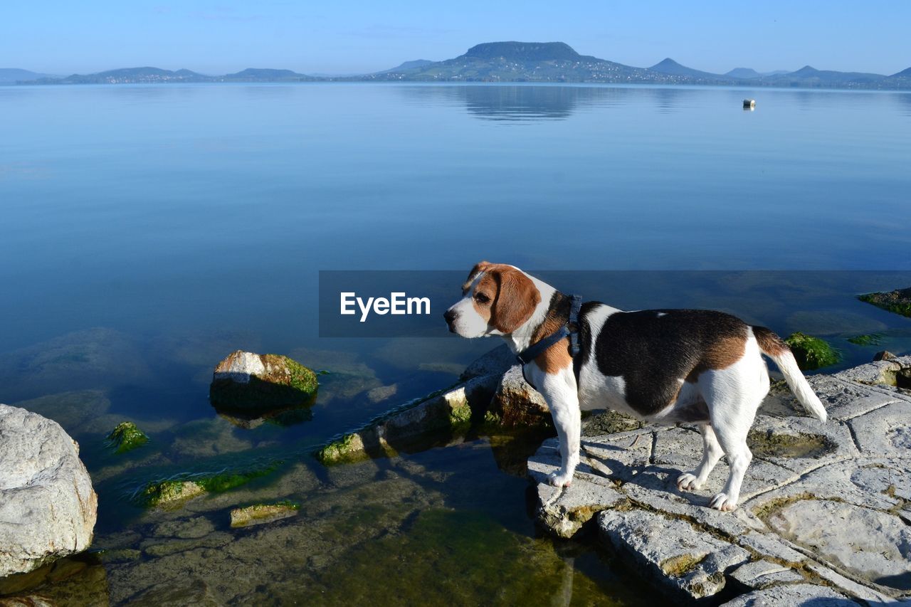 DOG BY LAKE