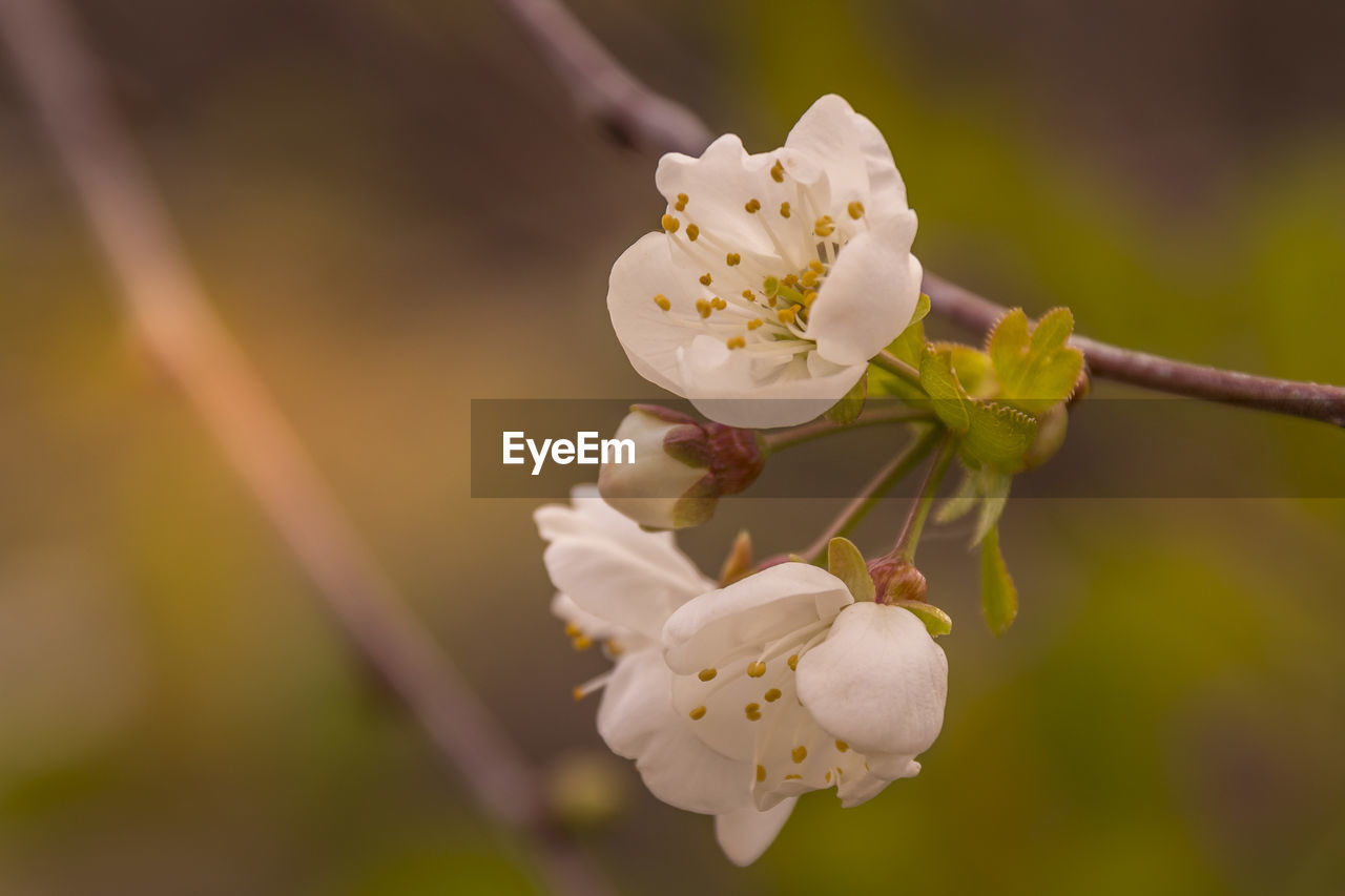 CLOSE-UP OF WHITE CHERRY BLOSSOM ON TWIG