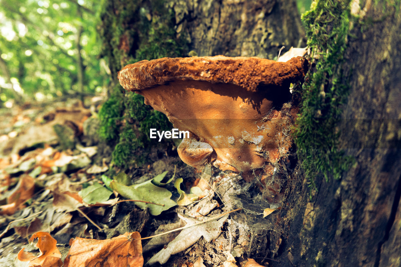 CLOSE-UP OF MUSHROOMS ON TREE TRUNK