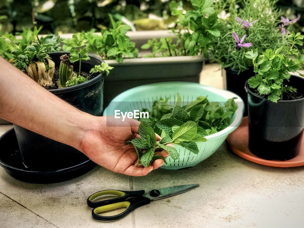 Midsection of man holding freshly cut mint leaves against potted plants.