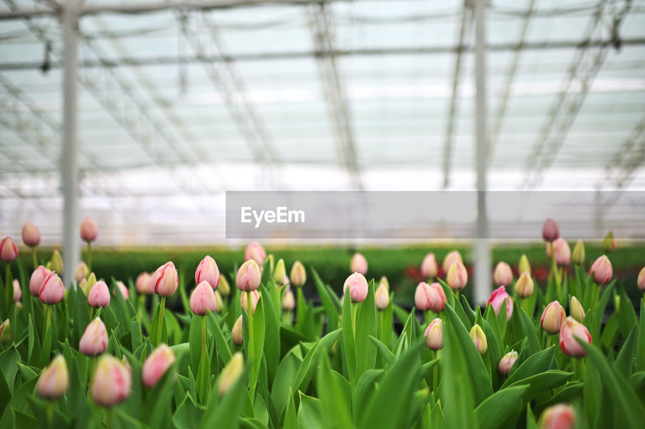 plant, greenhouse, growth, botany, flower, beauty in nature, flowering plant, freshness, plant nursery, indoors, agriculture, nature, tulip, green, fragility, gardening, tool, abundance, close-up, day, springtime, no people, pink, selective focus, genetic modification, plant part