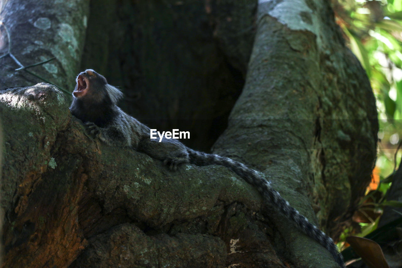 LOW ANGLE VIEW OF MONKEY ON TREE TRUNK