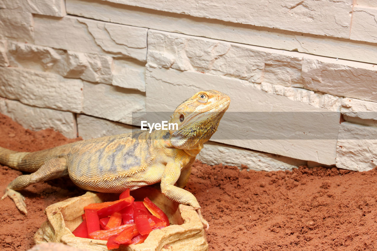 CLOSE-UP OF A REPTILE ON WALL