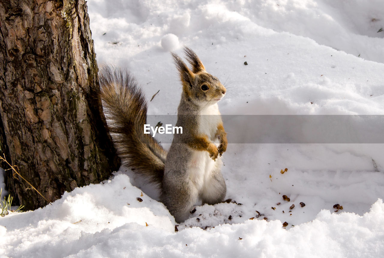 Squirrel sitting on snow