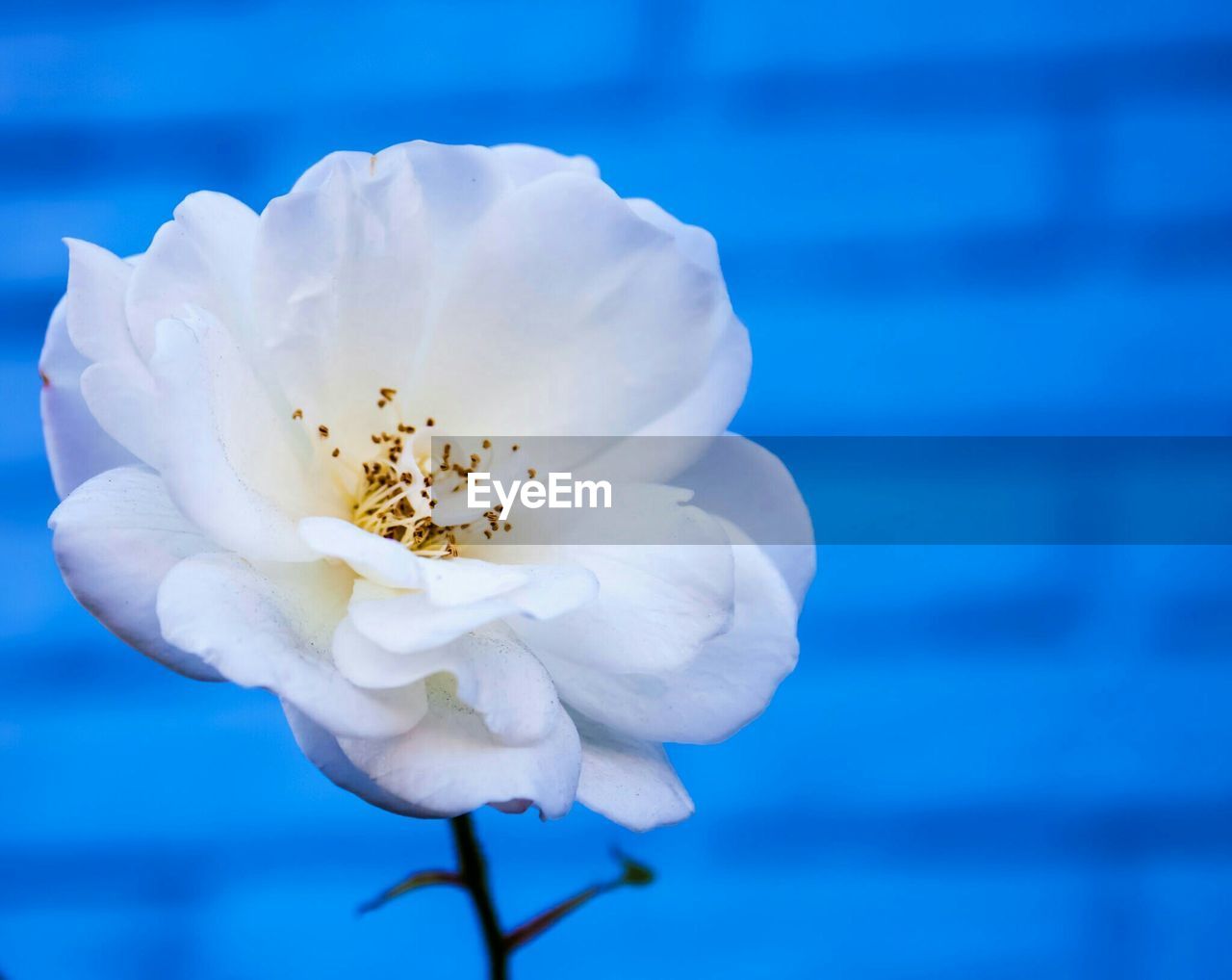 Close-up of white rose against blue wall