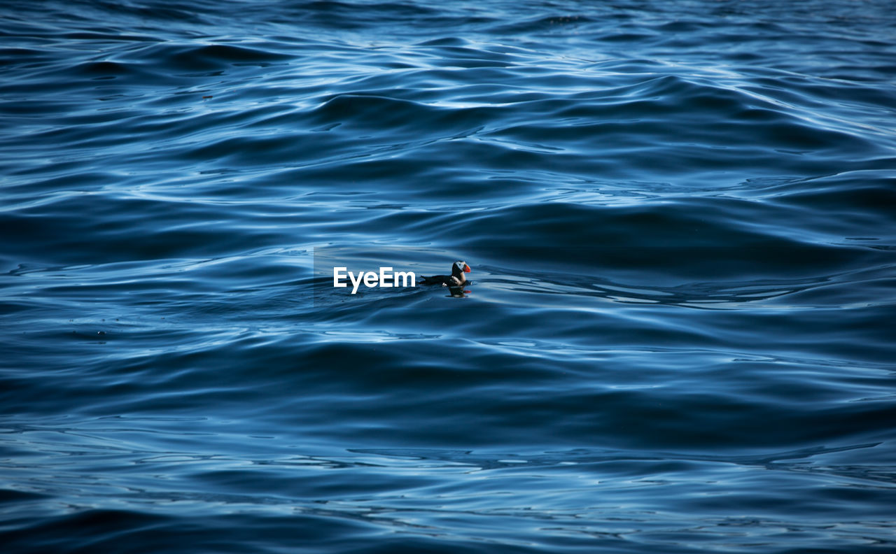 High angle view of puffin swimming in sea