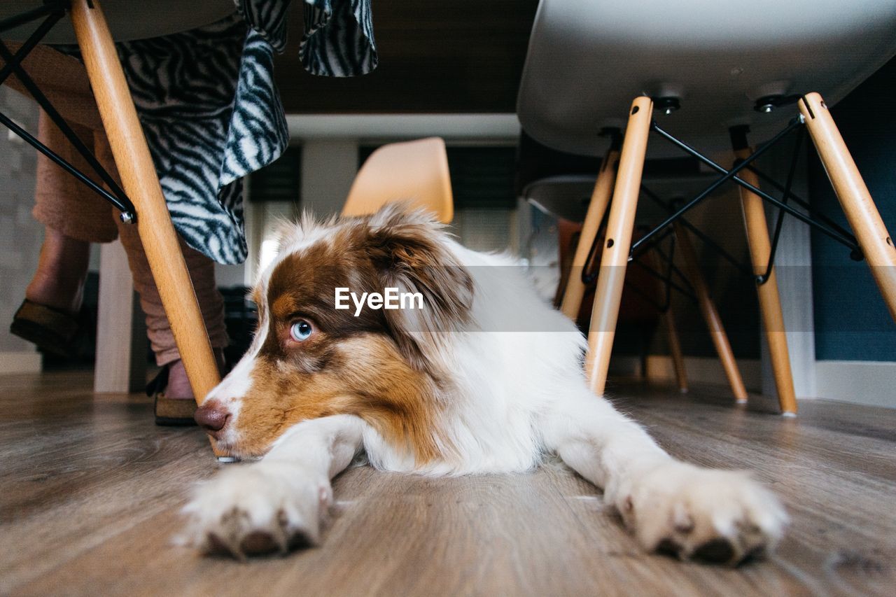 Australian shepherd lying under table on floor at home