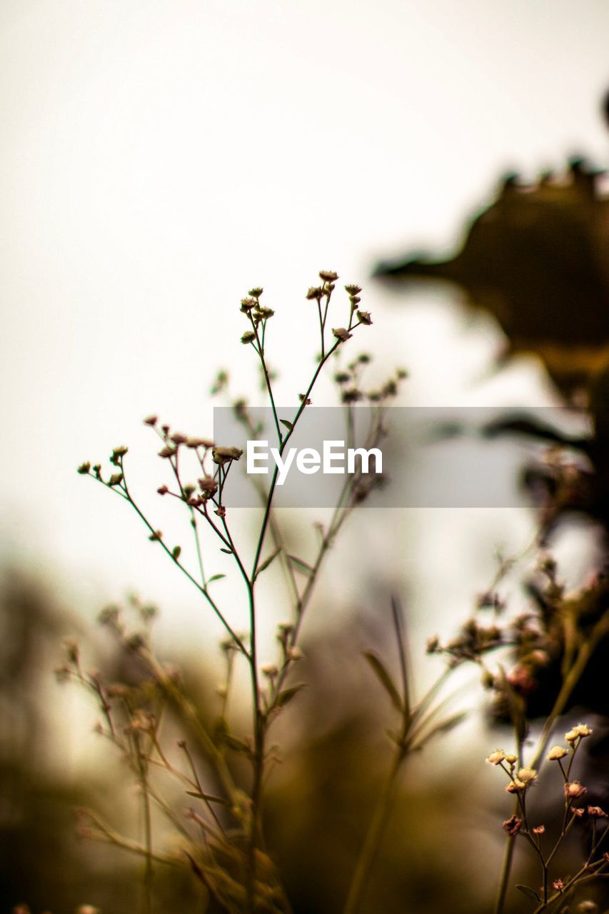 Close-up of flowering plant on field against sky