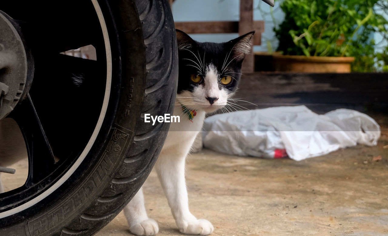 cat, pet, domestic animals, domestic cat, animal themes, animal, mammal, carnivore, feline, one animal, tire, wheel, automotive tire, white, black, whiskers, looking at camera, small to medium-sized cats, portrait, tread, felidae, tire care, vehicle, no people