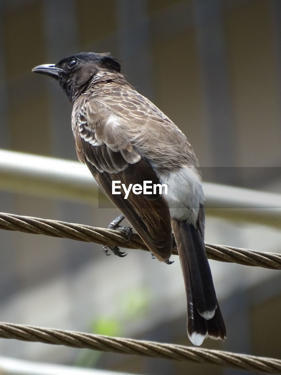 CLOSE-UP OF A BIRD PERCHING ON RAILING