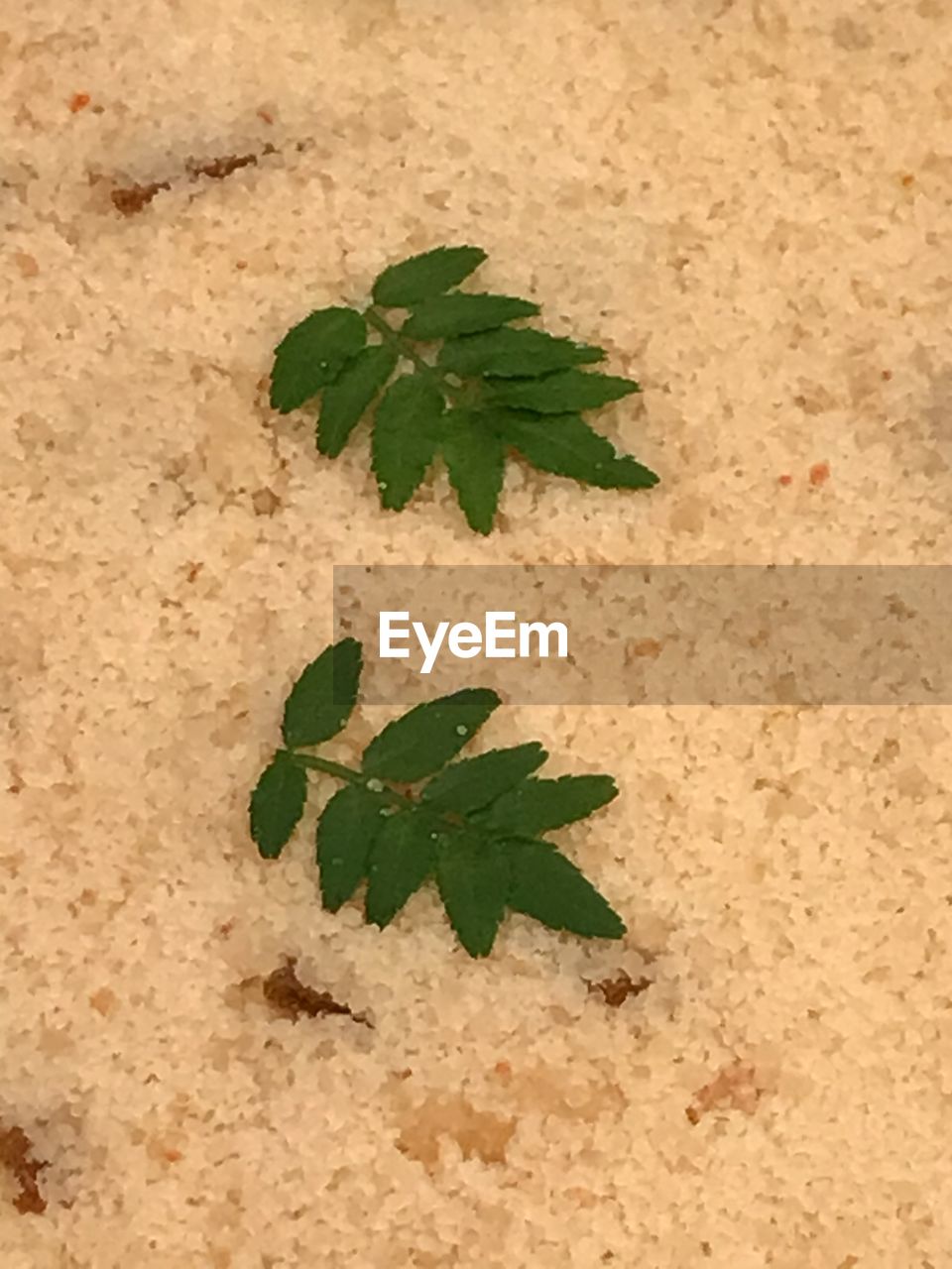 HIGH ANGLE VIEW OF PLANT GROWING ON LAND