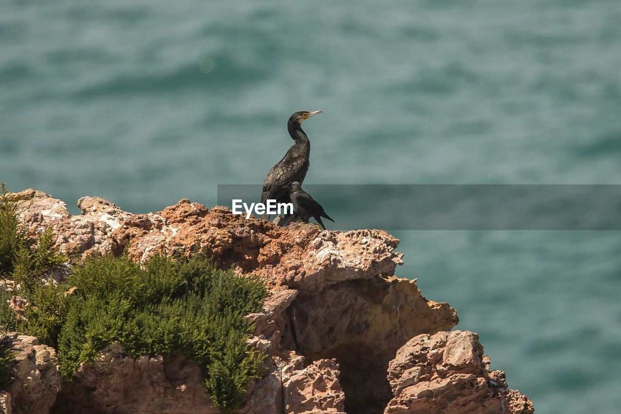 Birds perching on rock against sea