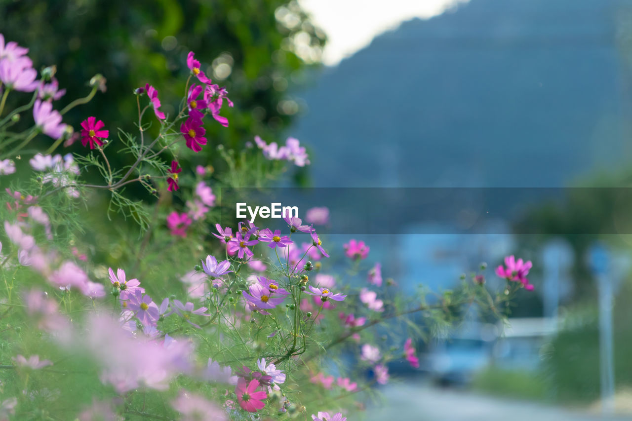 PINK FLOWERING PLANT