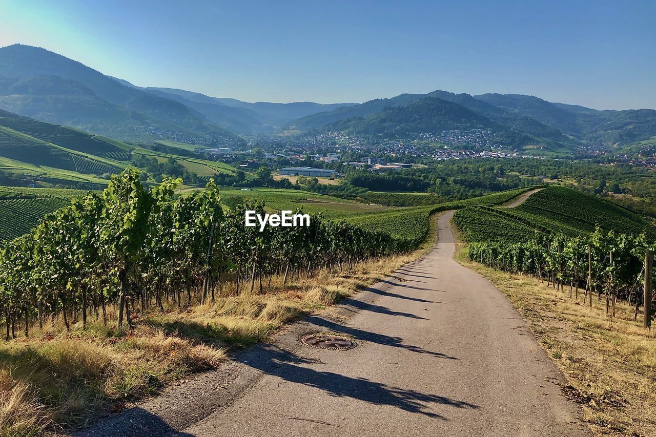 Scenic view of vineyard against sky