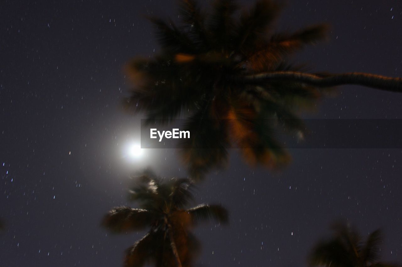 LOW ANGLE VIEW OF TREES AGAINST SKY AT NIGHT