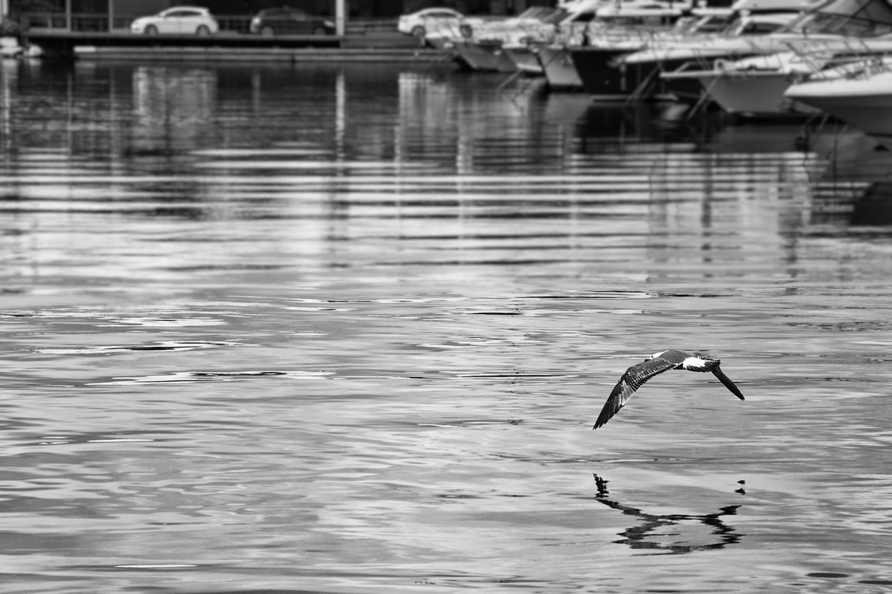 Seagull flying over river