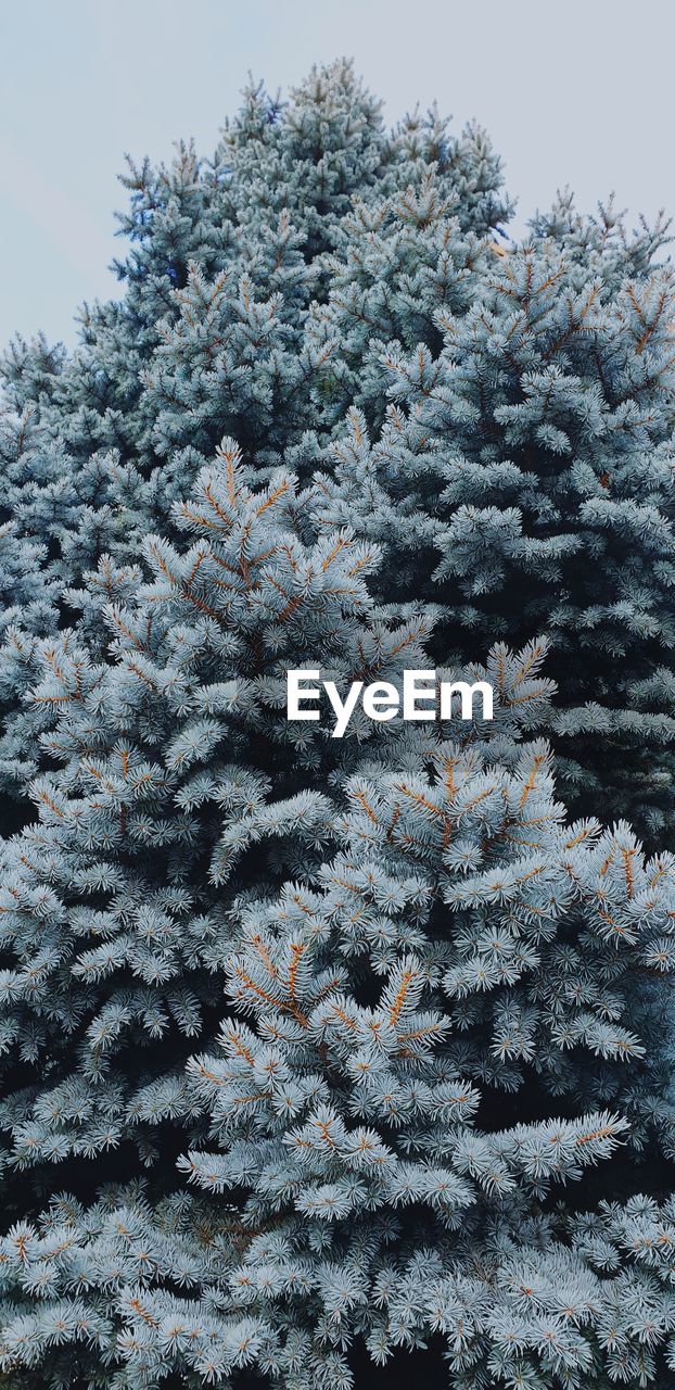plant, growth, no people, winter, beauty in nature, cold temperature, day, nature, tree, pine tree, tranquility, close-up, coniferous tree, snow, sky, outdoors, fir tree, branch, low angle view, evergreen tree